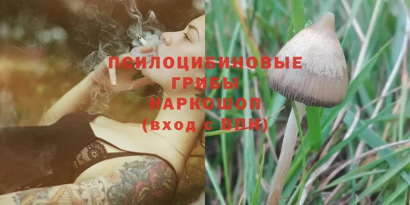 цена   Надым  Псилоцибиновые грибы Magic Shrooms 